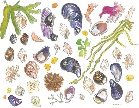 Maine Seashells Print